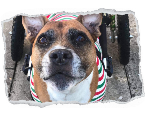 Фото Уинстона с сайта организации: https://www.winstonswheels.org.uk/about-us 