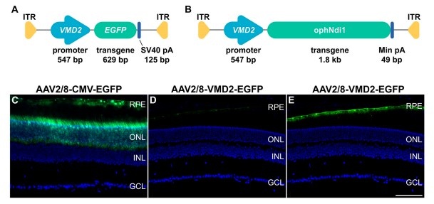 Diagrammatic representation of the plasmid constructs VMD2-ophNdi1