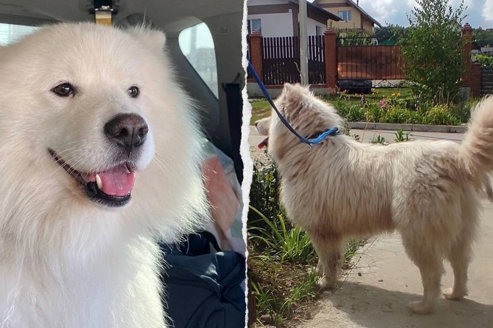    Рагнар прошел все необходимые обследования у ветеринара Предоставлено "Комсомолке"