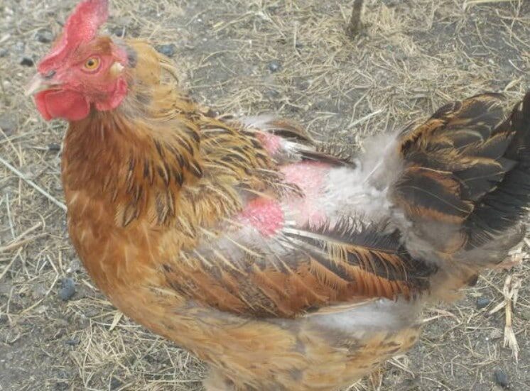 фото взято из открытого источника