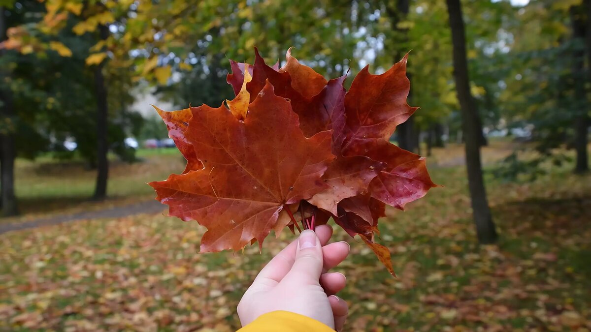     Источник: 1MI