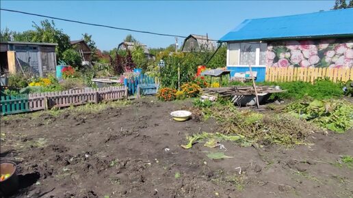 Наша дача // Борьба с травой продолжается // Урожай пропадает