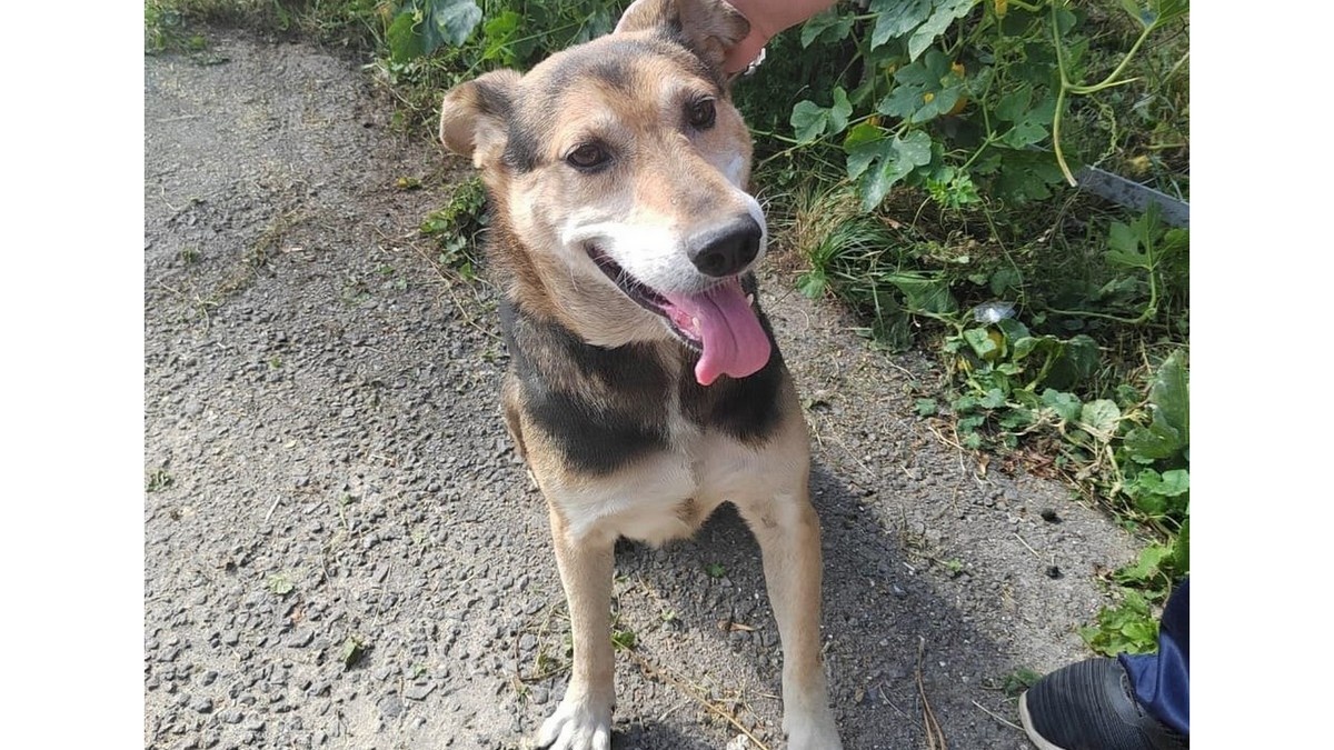 Фото предоставил хозяин собаки Александр