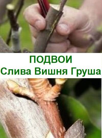 Подвои для груши, сливы, вишни