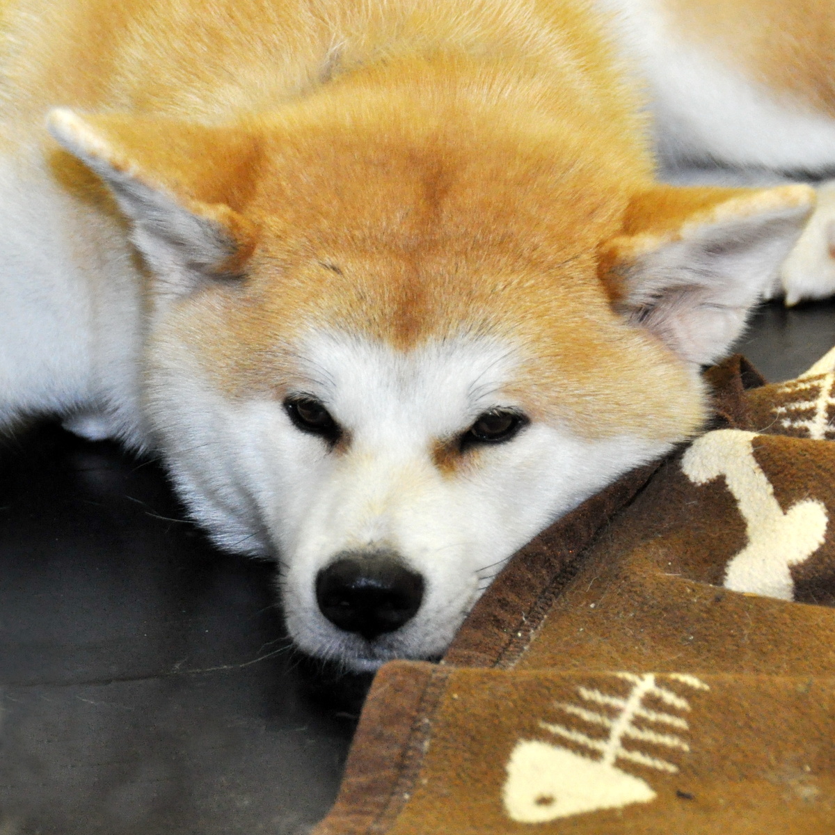 Собака породы акита-ину. Фота из личного архива