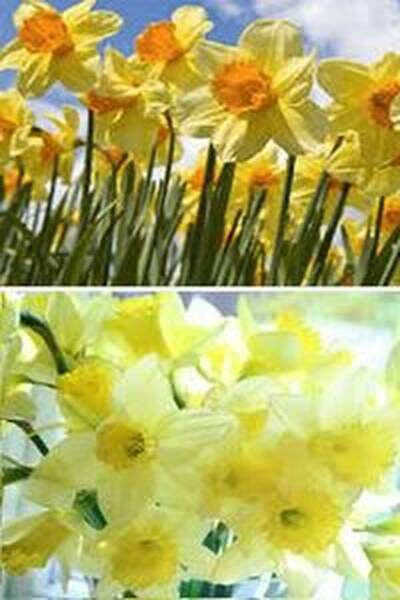 цветы нарциссы