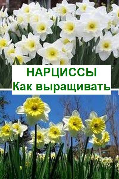 нарциссы