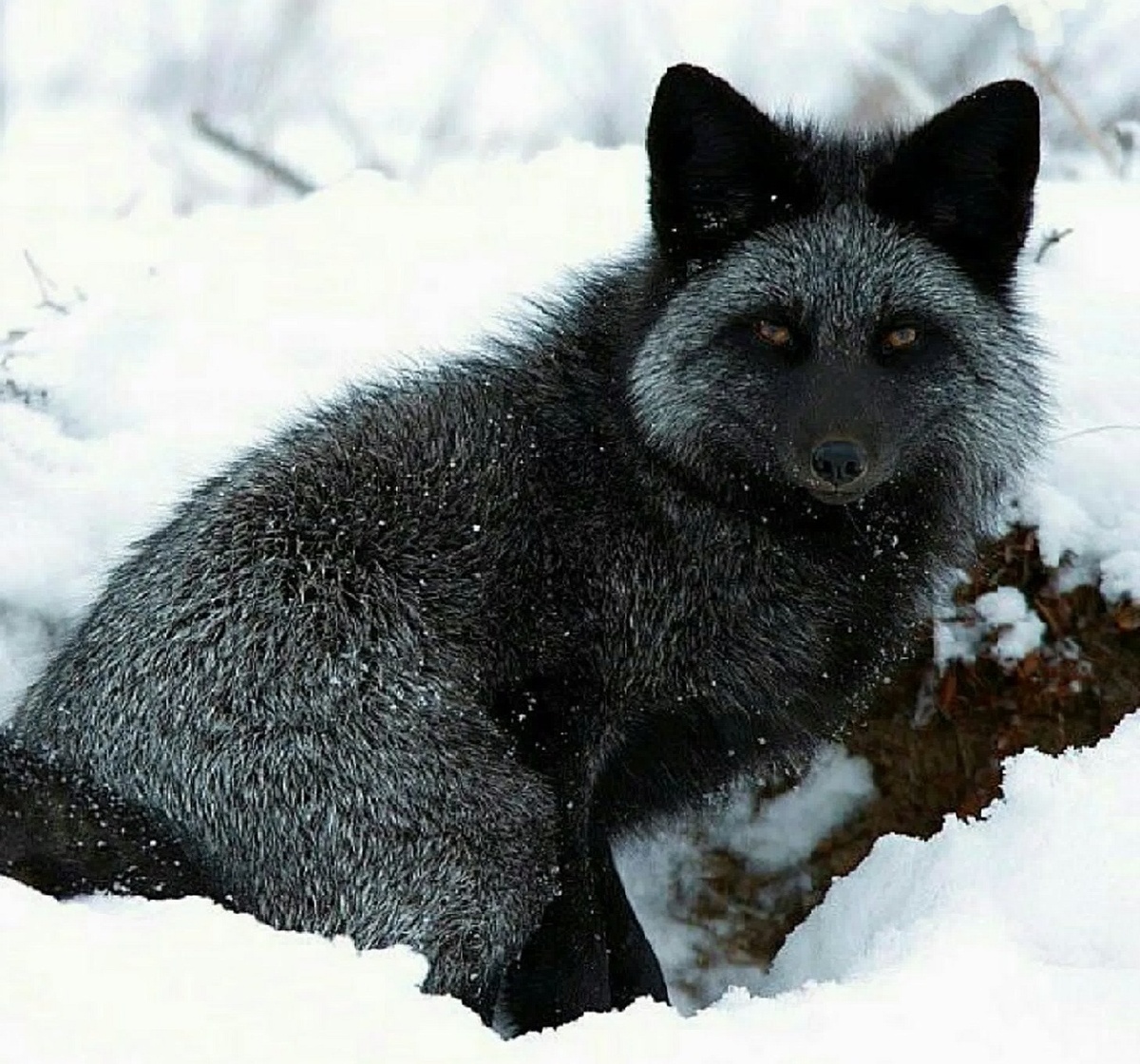 Домино. История одного черно-бурого лиса. Сетон-Томпсон. Рассказ.