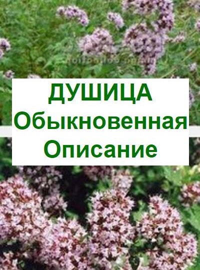 Душица обыкновенная, описание, где растет
