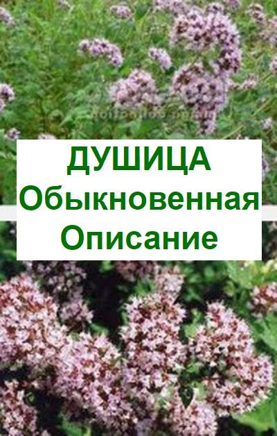 душица обыкновенная