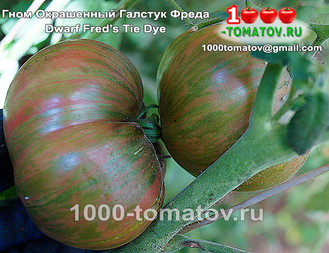 омат Гном Окрашенный Галстук Фреда   ФОТО 1