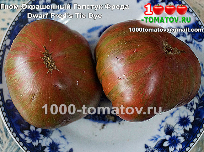 омат Гном Окрашенный Галстук Фреда   ФОТО 2