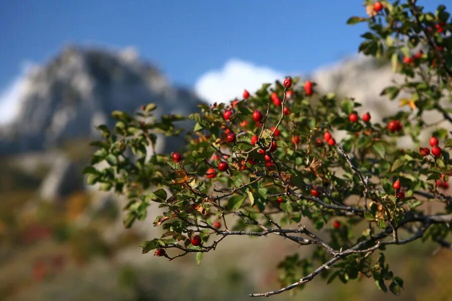 фото из интернета