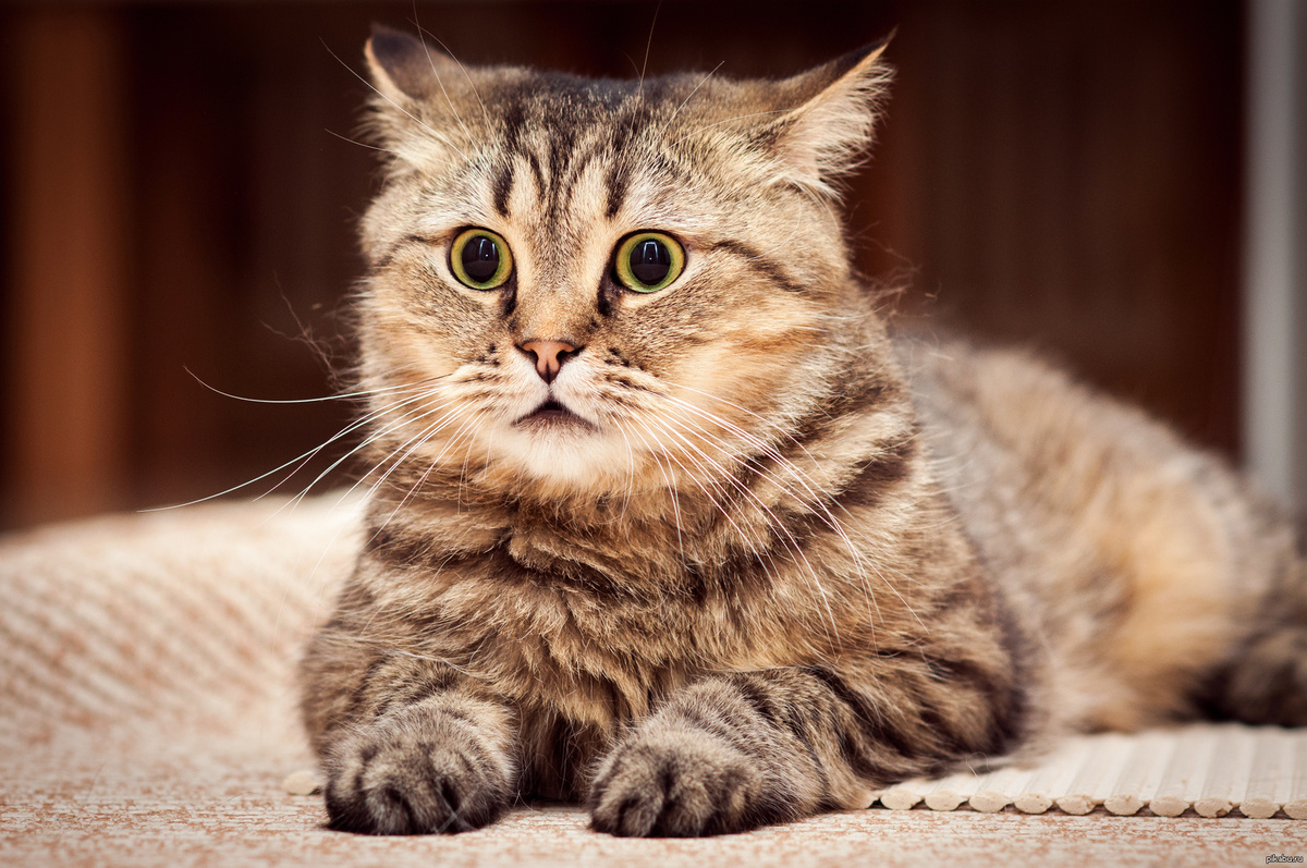 Кошкина лапка. Коты интересные факты. Кошки могут чувствовать. Кошки предсказывают землетрясения. Кошка хихикает.