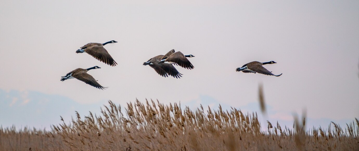 https://ru.freepik.com/free-photo/flock-canadian-geese-flying-around-great-salt-lake-utah-us_17248672.htm