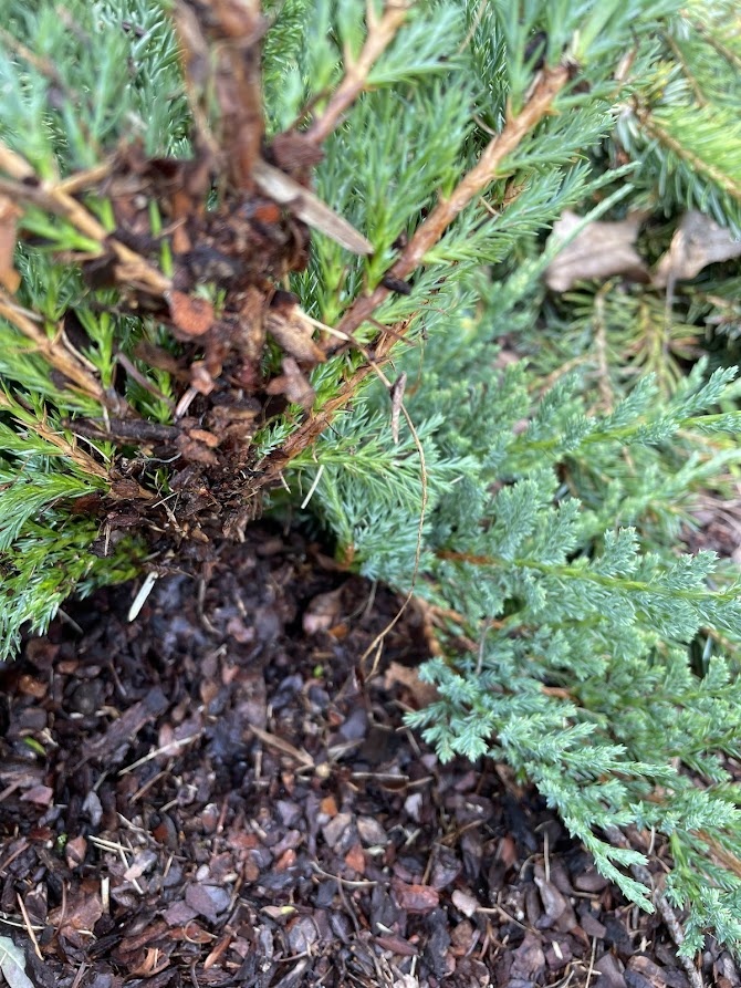Juniperus horizontalis Blue Chip