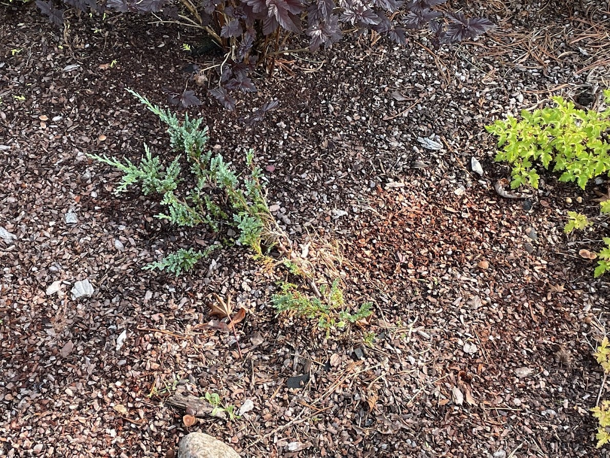 Juniperus horizontalis Blue Chip