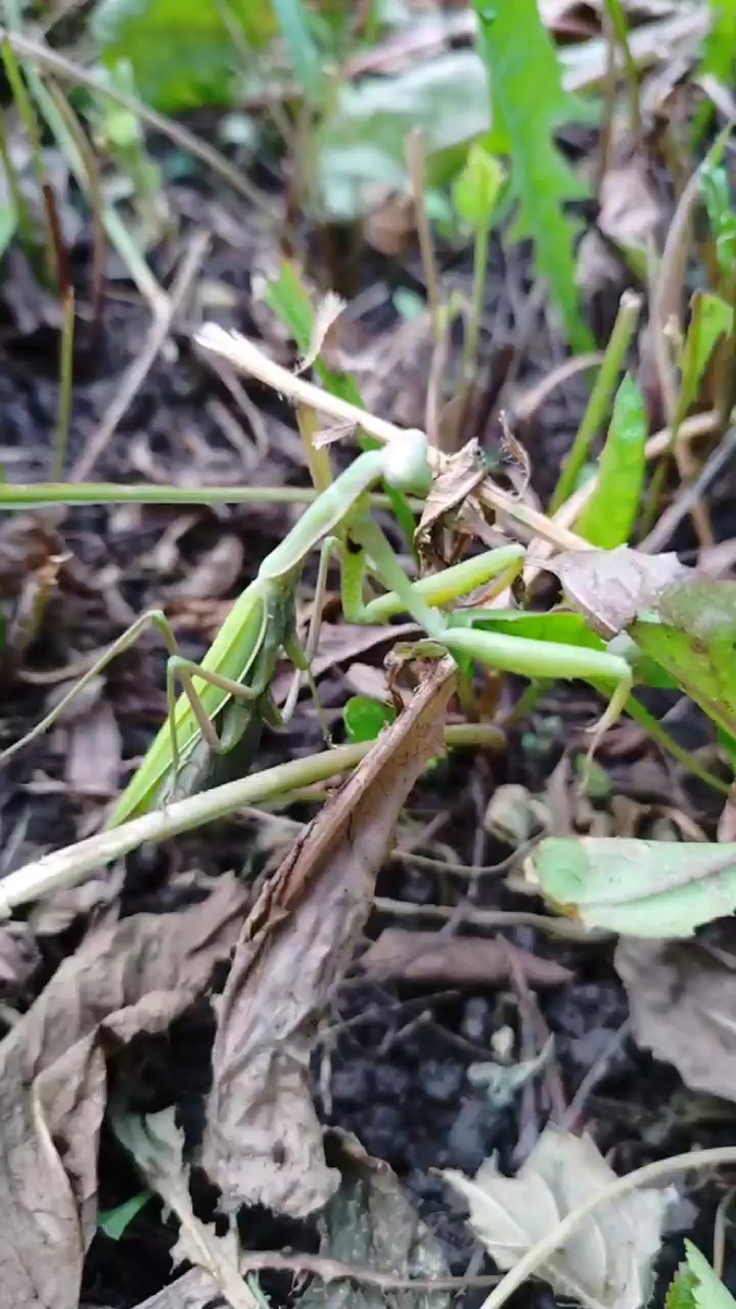 тот самый богомол)