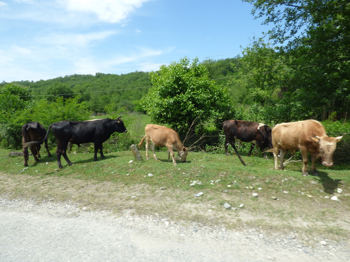 И снова коровы