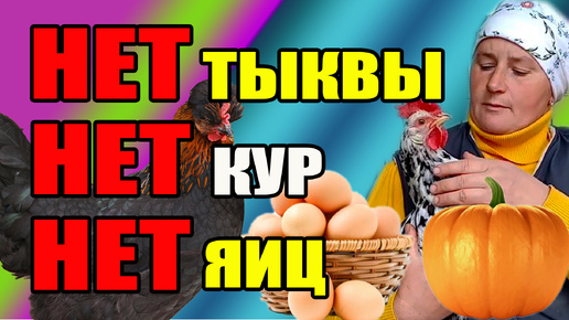 НЕТ ТЫКВЫ. нет кур. НЕТ ЯИЦ.