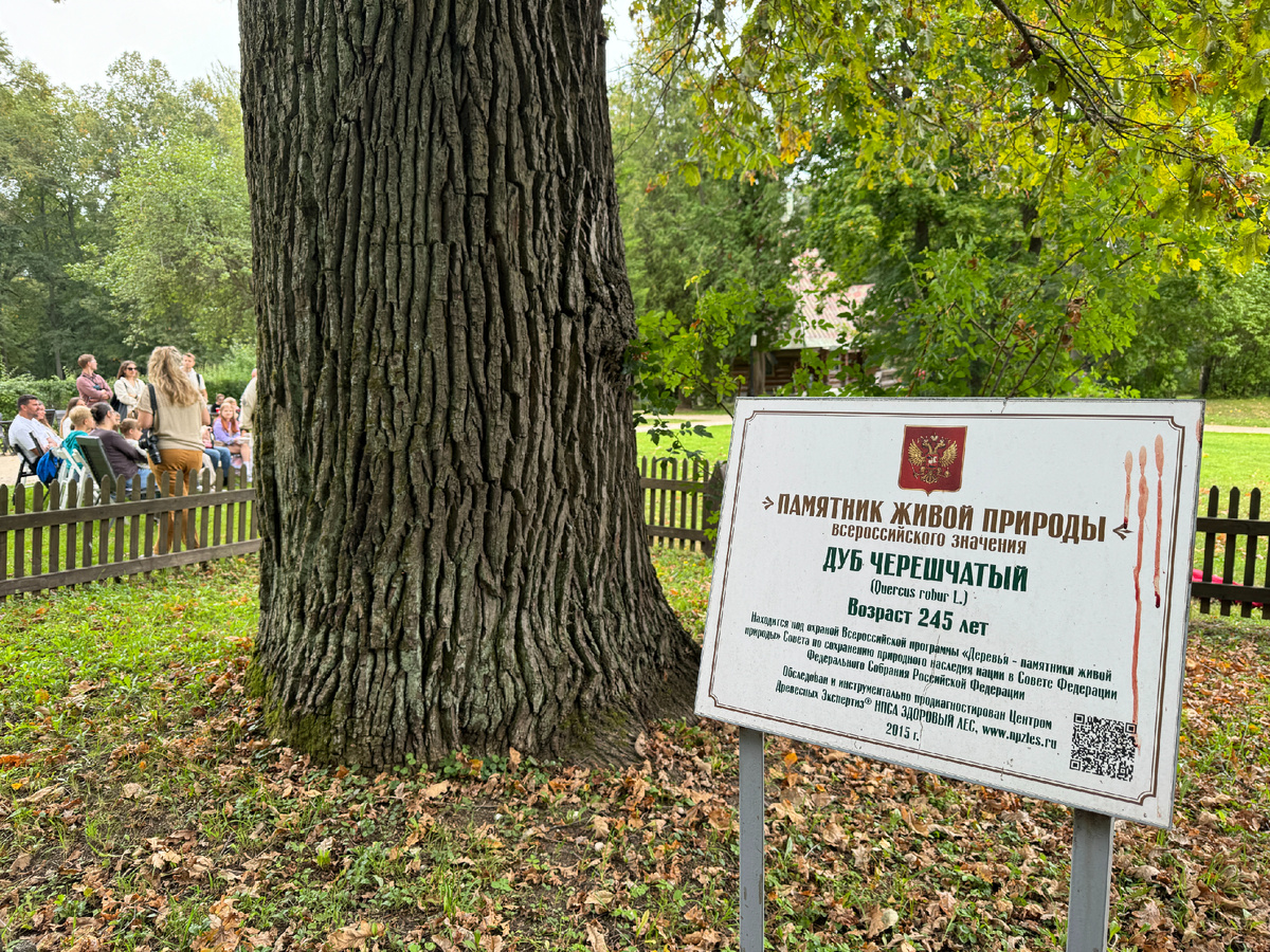 А вот и дуб, свидетель жизни нескольких семей владельцев Абрамцево, ему 245 лет. Фото автора