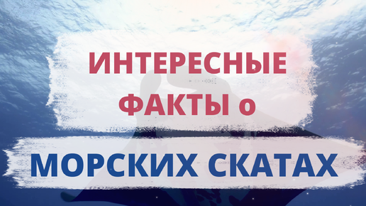 ИНТЕРЕСНЫЕ ФАКТЫ о МОРСКИХ СКАТАХ. Сколько лет живут морские скаты