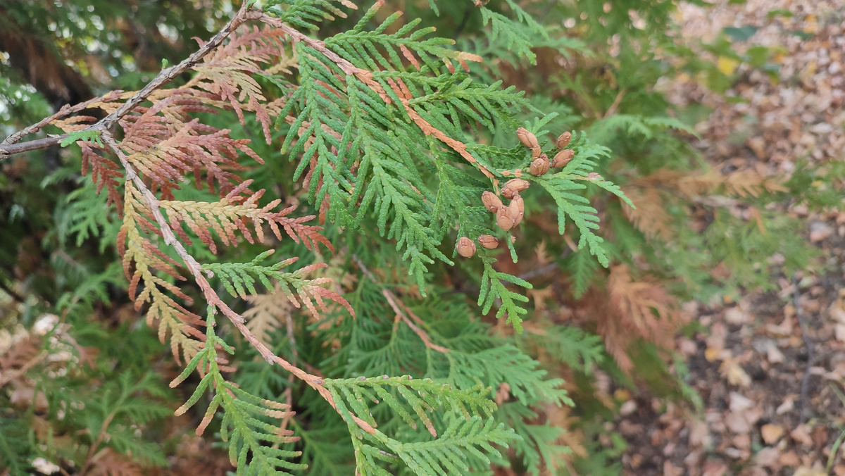 Осенние зарисовки