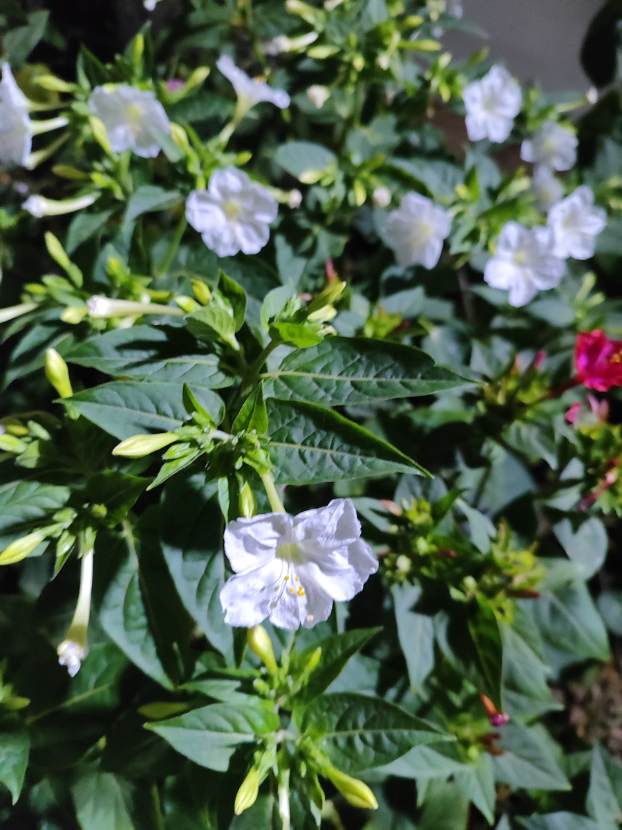 Мирабилис белый. Мой любимец.