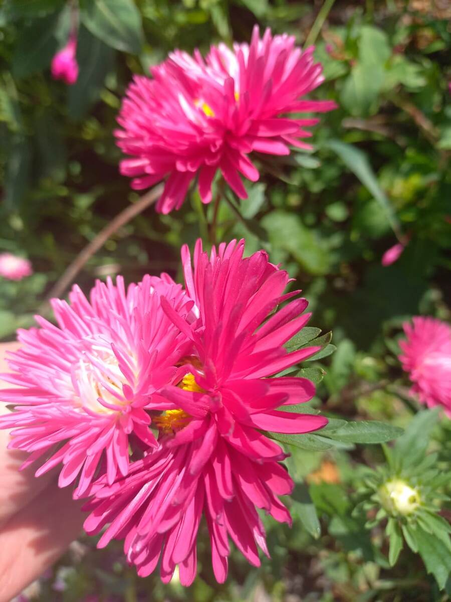 Астра в огороде.