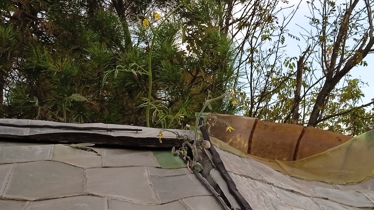 13 сентября 2024 года