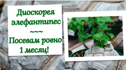 Диоскорея из семян. Посевам ровно 1 месяц!