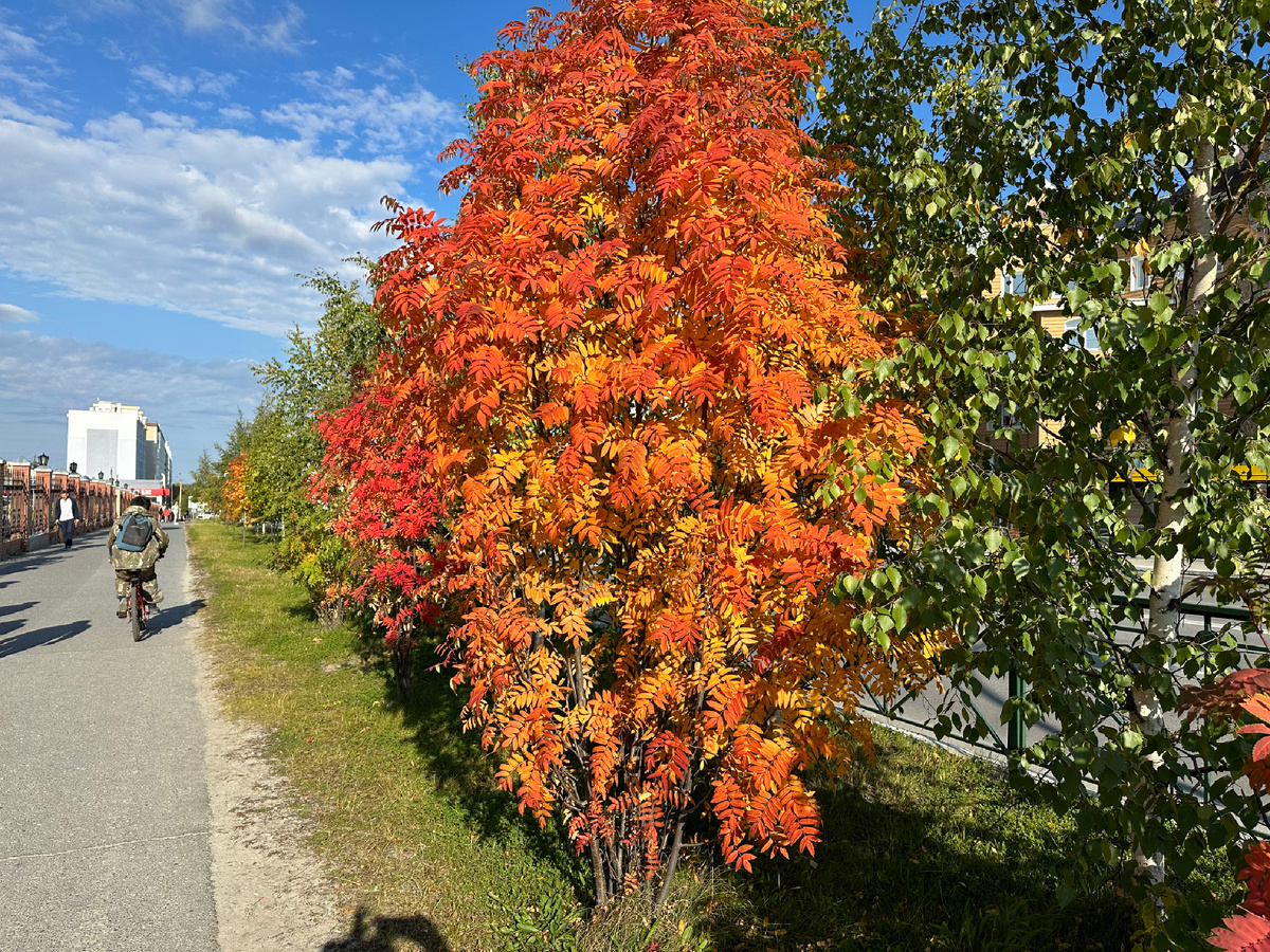 Деревья в осенних нарядах.
