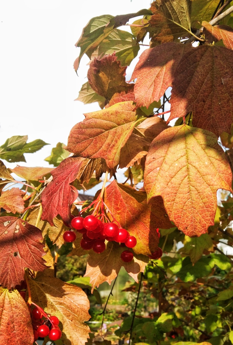 Яркие краски...