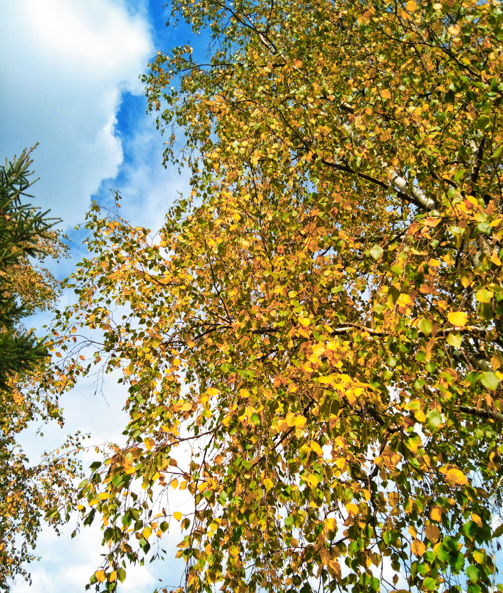 Любимая берёзка...