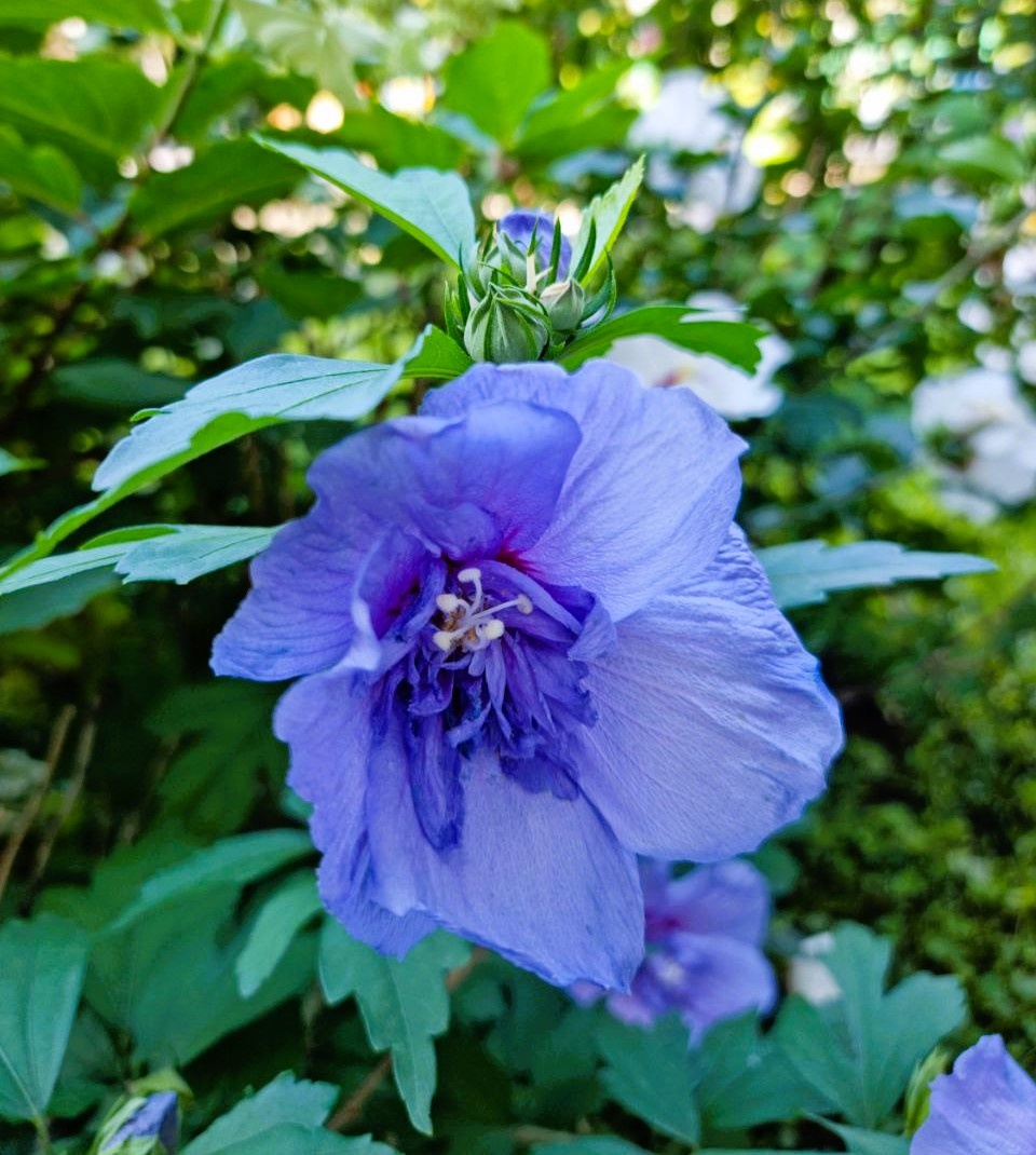 Московский палисадник. Гибискус сирийский 'Blue Chiffon'