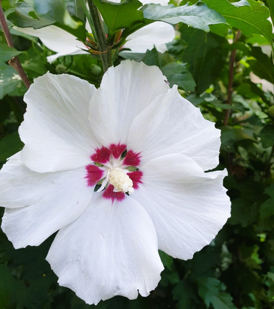 Гибискус сирийский 'Red Heart' в Москве.