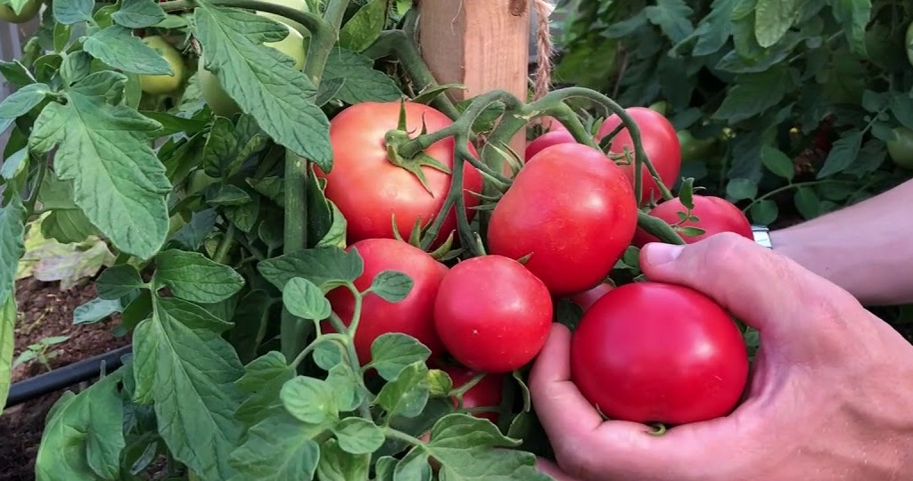 Тратил время на высокорослые томаты с малым урожаем: Лимеренс доказал, что компактный куст может давать обильный урожай