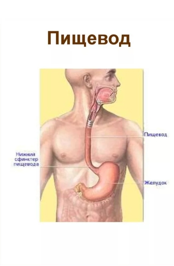 Картинка из интернета