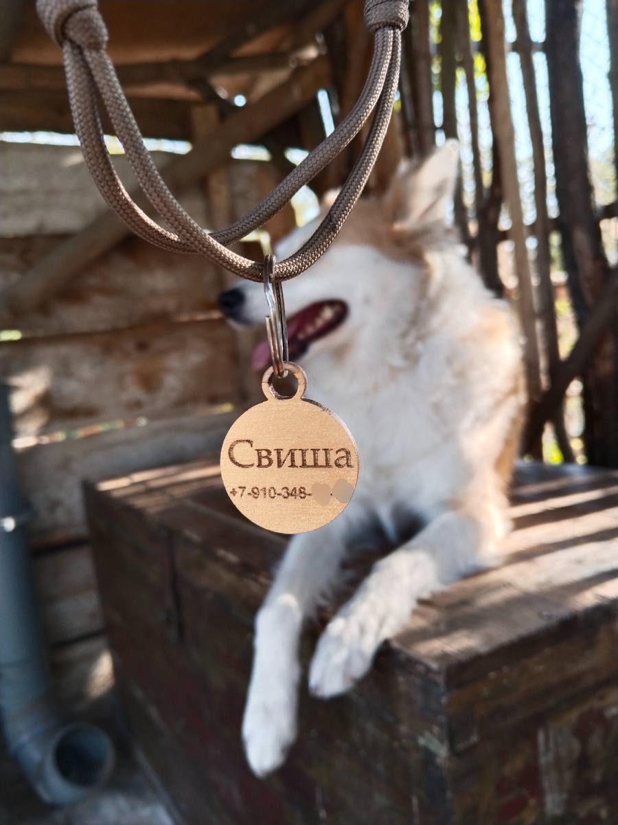 Адресник моей собаки Свишки❤️ делали сами. 