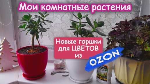 Симпатичные горшки из OZON. Распаковка. Мои Денежные деревья теперь в новых красивых горшках