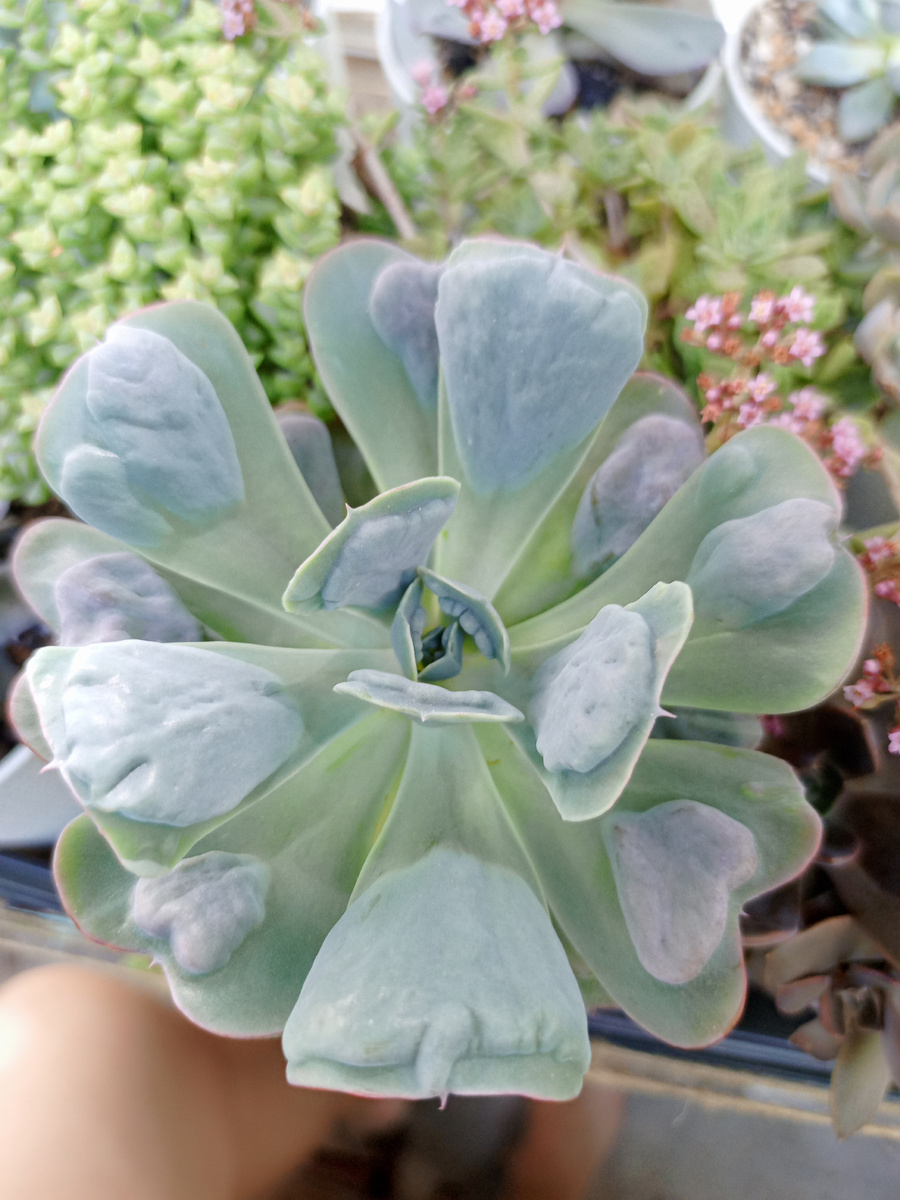 Эта эхиверия появилась у меня два года назад,  Вытянутый стебелёк, на листиках которого и в помине не было наростов. Укоренилась быстро, оказалась прямо под лампами 35Вт на расстоянии не больше 10 см. Грунт практически без питательной составляющей, только минеральные компоненты: цеолит,диатомит, кварцевый песок крупной фракции и крошка шамотного кирпича. Полив реже других эхиверий , т. к влага накапливается в наростах. Только спустя год показала себя во всей красе, сердечки на листьях просто великолепны!!! От листа не размножается, только детками на стволе при снесении головы. 