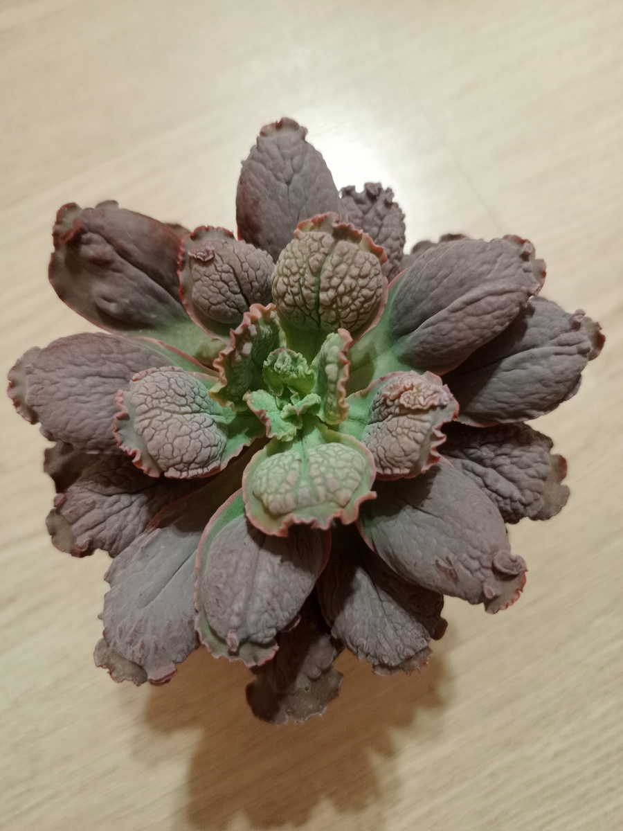 Это была моя первая эхиверия с "бородавками". Считаю её звездой своей коллекции! Росла без пересадки и переукоренения почти два года. Только в этом году " срубила " ей голову, которая очень быстро укоренилась, да ещё и на стволе дала аж 4 детки! Листом размножать не пробовала,очень жалко рвать листья. Умница и красавица, под лампами выглядит немного темнее, чем на улице. Летом на балконе чуть вытянула листья, под лампами они более круглые. Форма бородавок просто космическая, ни один лист не повторяет своим узором другой! Уход сводится к редким поливам и яркому освещению. Неприхотлива, если у вас её нет, не бойтесь заводить, она не доставит хлопот! 