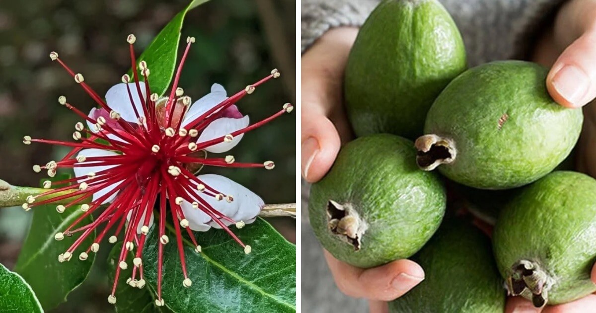 5ittingduck / H_G_Bells