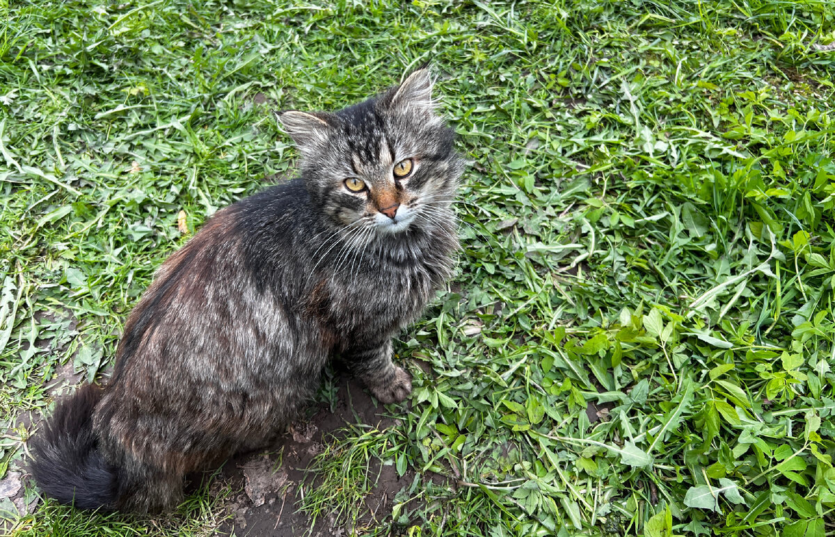Деревенский бродяга