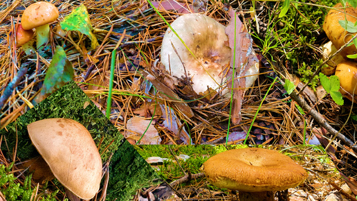 МАСЛЯТА, ВАЛУИ, СЫРОЕЖКИ, БЕЛЫЕ ГРИБЫ...и загадочный ГРИБ.🍄 🍄 🍄