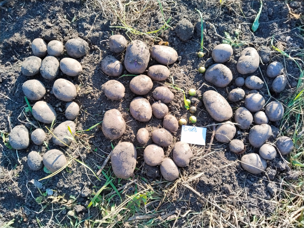 Картофель С488. Урожай 2024г