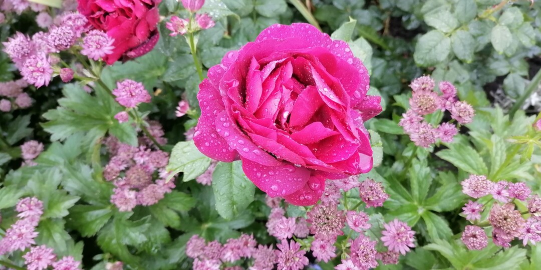 Когда и как правильно обрезать розы осенью: сроки, правила, высота и подготовка к обрезке