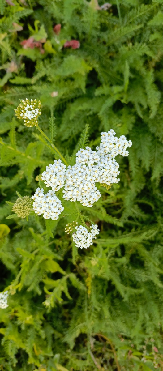 Сфотографировала по дороге на дачу.