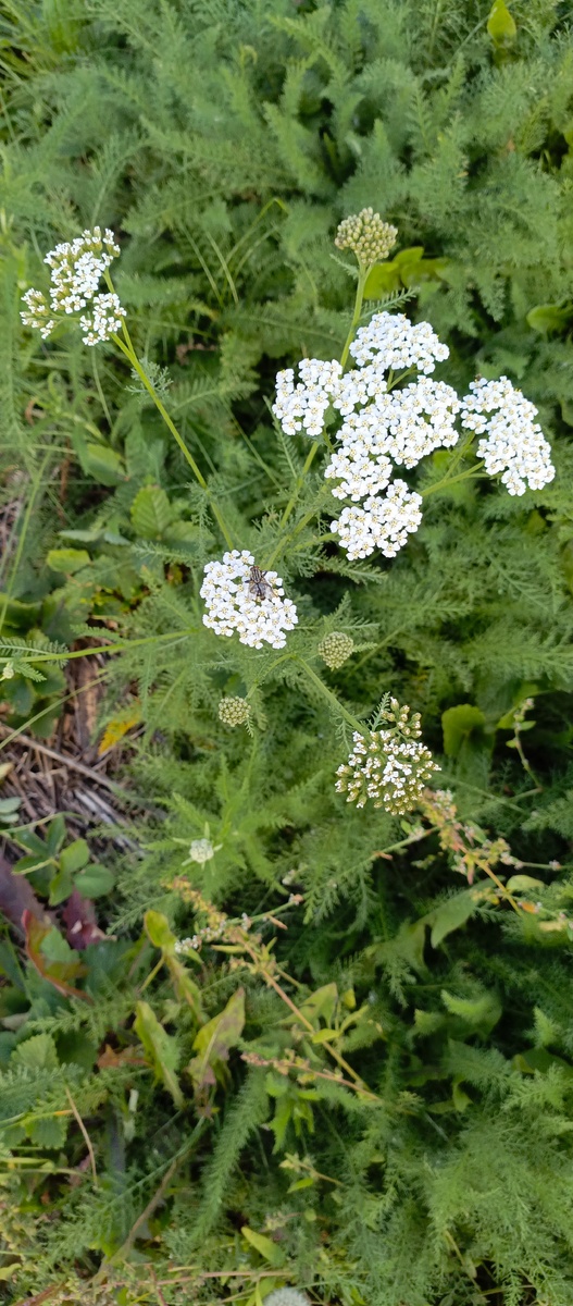 Тысячелистник.