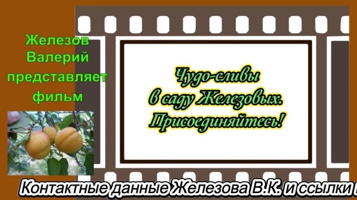 Чудо сливы в саду Железовых.  Присоединяйтесь!